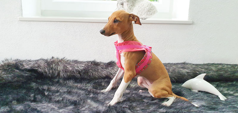 Canisenti Windhungeschirr